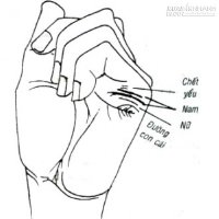 Xem đường con cái trên bàn tay