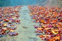 Chiêm ngưỡng vẻ đẹp những khu rừng mùa thay lá