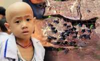 Ngu thì chết và người Việt ăn gì để không chết?