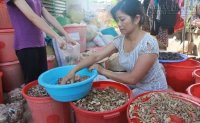 Bài thuốc đánh tan sỏi thận, cứu người suy thận của lang y người Thái