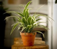 Trưng cây cảnh theo mệnh, người người hưởng lộc