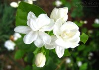 Tạm biệt mất ngủ, cao huyết áp, tiêu chảy, tiểu nhiều nhờ loại nước sắc thần kì.