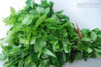 Chọn rau ngót an toàn để phòng ngộ độc