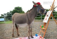 Nằm mơ thấy con lừa mang tới điềm báo gì?