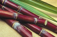 Người bị viêm dạ dày mạn tính, táo bón, khí hư nên biết cách tận dụng loại cây này!