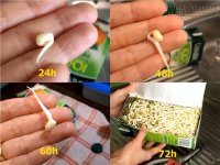 Trồng giá đỗ dễ dàng trong hộp sữa, phải làm để có ngay rau sạch