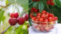 Cách trồng cherry sai trĩu quả ngay trong nhà khiến ai cũng mê mẩn