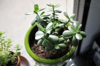 5 loại cây thu hút tài lộc, giúp gia chủ may mắn và giàu có