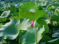 Hâm Mộ Người Khác, Không Bằng Mình Sống Cho Tốt Hơn