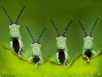 Gặp 6 Loài Động Vật Này Sẽ Đem Lại Vận May Không Ngờ