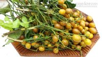 Bất ngờ cách chữa lạ khỏi đau dạ dày, giải cảm, hạ sốt