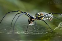 Điềm báo cát hung từ giấc mơ thấy con nhện