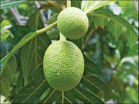 Thần dược trị bệnh tiểu đường, viêm gan vàng da, đau răng