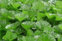 Mỗi ngày ăn 2 lá rau má - bài thuốc kỳ diệu còn ít người biết