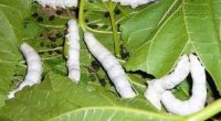 Bất ngờ chữa bệnh tiểu đường bằng phân con tằm
