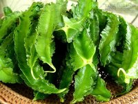 4 Cách chữa khỏi bệnh đau dạ dày không cần thuốc