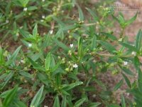 Chấn động Việt Nam: Thần dược giải độc, cứu gan gây ngạc nhiên cho rất nhiều người