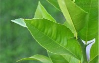 16 công dụng chữa bệnh tuyệt vời từ lá chanh bạn không nên bỏ qua.