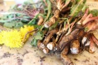Chặn đứng gan nhiễm mỡ chỉ bằng mấy cây cỏ quanh nhà