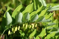 Bật mí 4 món ăn, bài thuốc cho người loạn nhịp tim