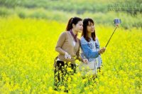 Cánh đồng hoa cải trong nắng đông