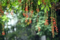 Bài thuốc dân gian trị dứt trĩ không phải mổ
