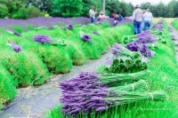 Cánh đồng hoa oải hương tím biếc ở Mỹ