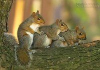 Mơ thấy con Sóc - Cẩn thận trong chuyện tình cảm