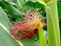 Tổng hợp chữa xơ gan bằng những vị thuốc đơn giản quanh nhà