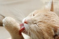 Nước bọt trị lành vết thương
