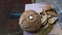 Cách cắt dừa khô lấy cả nước lẫn ruột lạ chưa từng có