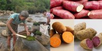 Trẻ lâu, sống thọ nhờ những thực phẩm không thể ngờ tới