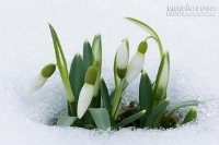 Xem bói loài hoa theo tháng sinh 12 con giáp