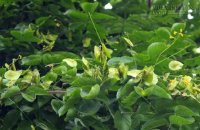 Thần dược chữa bách bệnh hiếm người nào biết