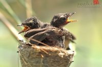 Sao Bạn Vẫn Tiếp Tục Biện Minh Cho Sự Lười Biếng Của Mình?