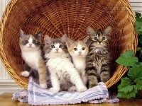 Đoán tính cách con người thông qua con vật mà bạn ghét