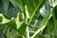 Mẹo chữa tắc tia sữa sau sinh hiệu quả với 5 loại lá trong vườn nhà