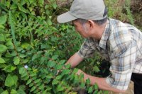 Bí ẩn dị thảo râu rồng trị tiểu đường của nhà sư Tây Tạng