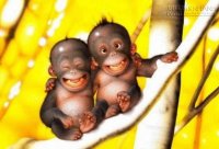 3 con giáp có cuộc sống vui vẻ – suôn sẻ nhất năm 2016