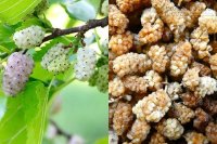 Siêu quả hỗ trợ điều trị tiểu đường có rất nhiều ở Việt Nam