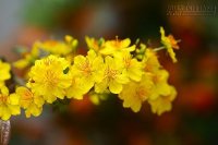 Lưu ý cách chơi hoa ngày Tết Bính Thân để rước lộc vào nhà