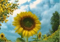 Trước cái chết chợt tìm thấy lẽ sống