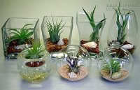 10 Loại Cây Phong Thủy Phát Tài Phát Lộc Theo Quan Niệm Phương Đông