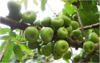 Hết đau nhức khớp, chống thoái hóa với loại quả rất bình dân này