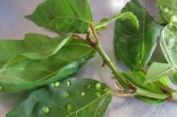 Chữa chứng nóng gan, vàng da, kém ăn, mất ngủ với lá sung vú