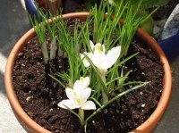 8 Loại Cây Trừ Tà Nên Có Trong Nhà Vào Đầu Năm Mới