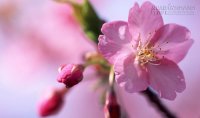 Hoa đào: Vị thuốc quý từ thiên nhiên