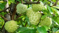 Bài thuốc trị viêm họng, sốt rét từ cây na