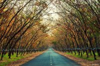 Mùa cao su thay lá