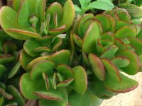 7 cách đơn giản giúp bạn hút tiền bạc, tài lộc vào nhà